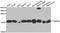 Mitochondrial import receptor subunit TOM20 homolog antibody, LS-B12332, Lifespan Biosciences, Western Blot image 