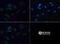 Succinate Dehydrogenase Complex Iron Sulfur Subunit B antibody, NBP1-54154, Novus Biologicals, Immunofluorescence image 