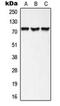 A-Kinase Anchoring Protein 10 antibody, orb224077, Biorbyt, Western Blot image 