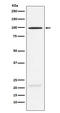 Myelin Associated Glycoprotein antibody, M03019-1, Boster Biological Technology, Western Blot image 