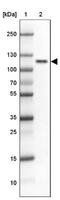 Hyperpolarization Activated Cyclic Nucleotide Gated Potassium Channel 1 antibody, NBP2-14084, Novus Biologicals, Western Blot image 