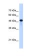 Septin 10 antibody, orb325396, Biorbyt, Western Blot image 