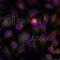 Nuclear Factor Kappa B Subunit 1 antibody, AP0125, ABclonal Technology, Immunofluorescence image 