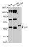 Jun Proto-Oncogene, AP-1 Transcription Factor Subunit antibody, MBS126027, MyBioSource, Western Blot image 