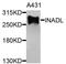 PATJ Crumbs Cell Polarity Complex Component antibody, orb374152, Biorbyt, Western Blot image 