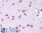 Gamma-Aminobutyric Acid Type B Receptor Subunit 2 antibody, LS-B284, Lifespan Biosciences, Immunohistochemistry frozen image 
