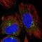 Tripartite Motif Containing 44 antibody, HPA049053, Atlas Antibodies, Immunofluorescence image 