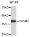 Epithelial Cell Adhesion Molecule antibody, abx123431, Abbexa, Western Blot image 