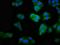 Molybdenum Cofactor Synthesis 2 antibody, orb423077, Biorbyt, Immunofluorescence image 