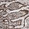 Nucleolin antibody, NBP1-88271, Novus Biologicals, Immunohistochemistry frozen image 
