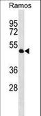 Tubulin--tyrosine ligase antibody, LS-C160312, Lifespan Biosciences, Western Blot image 