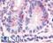 Hepatocyte Nuclear Factor 4 Gamma antibody, LS-A5162, Lifespan Biosciences, Immunohistochemistry paraffin image 