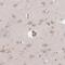 Transmembrane Protein 229A antibody, PA5-63294, Invitrogen Antibodies, Immunohistochemistry frozen image 