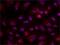 Coilin antibody, MA1-25322, Invitrogen Antibodies, Immunofluorescence image 