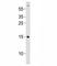 GABA(A) receptor associated protein antibody, F53276-0.4ML, NSJ Bioreagents, Western Blot image 