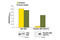 AKT Serine/Threonine Kinase 2 antibody, 7048C, Cell Signaling Technology, Enzyme Linked Immunosorbent Assay image 