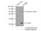 RAB8B, Member RAS Oncogene Family antibody, 11792-1-AP, Proteintech Group, Immunoprecipitation image 