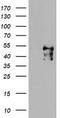 Meis Homeobox 3 antibody, TA800265AM, Origene, Western Blot image 