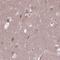 Transmembrane Protein 135 antibody, NBP2-49601, Novus Biologicals, Immunohistochemistry paraffin image 