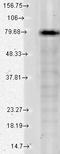 Potassium Voltage-Gated Channel Subfamily Q Member 1 antibody, LS-C230687, Lifespan Biosciences, Western Blot image 