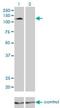 Protocadherin-8 antibody, H00005100-M01, Novus Biologicals, Western Blot image 