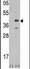 Mevalonate Kinase antibody, PA5-15491, Invitrogen Antibodies, Western Blot image 