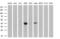 HSPA (Hsp70) Binding Protein 1 antibody, MA5-25645, Invitrogen Antibodies, Western Blot image 