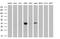 HSPA (Hsp70) Binding Protein 1 antibody, MA5-25645, Invitrogen Antibodies, Western Blot image 