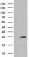 MOB Kinase Activator 3B antibody, LS-C115472, Lifespan Biosciences, Western Blot image 