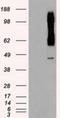 RAD9 Checkpoint Clamp Component A antibody, NBP1-47946, Novus Biologicals, Western Blot image 