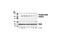 Signal Transducer And Activator Of Transcription 6 antibody, 9361S, Cell Signaling Technology, Western Blot image 