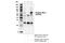Autophagy Related 13 antibody, 46329S, Cell Signaling Technology, Immunoprecipitation image 