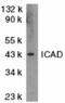 DNA Fragmentation Factor Subunit Alpha antibody, 2425, QED Bioscience, Western Blot image 