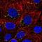 Cyclin I antibody, NBP2-56916, Novus Biologicals, Immunocytochemistry image 