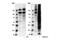 TXRX  phosphate antibody, 2351S, Cell Signaling Technology, Western Blot image 