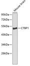 C-Terminal Binding Protein 1 antibody, GTX53940, GeneTex, Western Blot image 