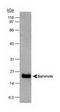 Baculoviral IAP Repeat Containing 5 antibody, TA301775, Origene, Western Blot image 