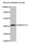 Angiopoietin Like 4 antibody, TA332498, Origene, Western Blot image 