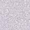 Pancreatic Polypeptide antibody, HPA032122, Atlas Antibodies, Immunohistochemistry paraffin image 