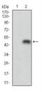 Perilipin 2 antibody, NBP2-23486, Novus Biologicals, Western Blot image 