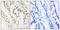 BRCA1 DNA Repair Associated antibody, LS-C117311, Lifespan Biosciences, Immunohistochemistry paraffin image 