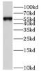 Histamine Receptor H1 antibody, FNab04010, FineTest, Western Blot image 