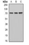 Gasdermin B antibody, orb341310, Biorbyt, Western Blot image 