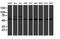 RuvB Like AAA ATPase 2 antibody, NBP2-45657, Novus Biologicals, Western Blot image 