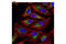 Transcription Factor A, Mitochondrial antibody, 8076S, Cell Signaling Technology, Immunofluorescence image 