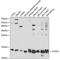 Cytochrome C Oxidase Subunit 5A antibody, GTX55578, GeneTex, Western Blot image 