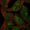 Sprouty RTK Signaling Antagonist 1 antibody, HPA070554, Atlas Antibodies, Immunocytochemistry image 