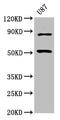 Basic Helix-Loop-Helix Family Member E41 antibody, LS-C675095, Lifespan Biosciences, Western Blot image 