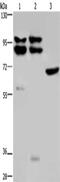 OS9 Endoplasmic Reticulum Lectin antibody, CSB-PA980593, Cusabio, Western Blot image 