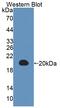 Interleukin 3 antibody, abx131302, Abbexa, Western Blot image 